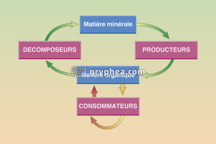 Le cycle de la matière dans une forêt - bilan - infographie - gryphea.org